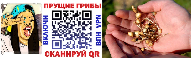 Галлюциногенные грибы MAGIC MUSHROOMS  Кувшиново 